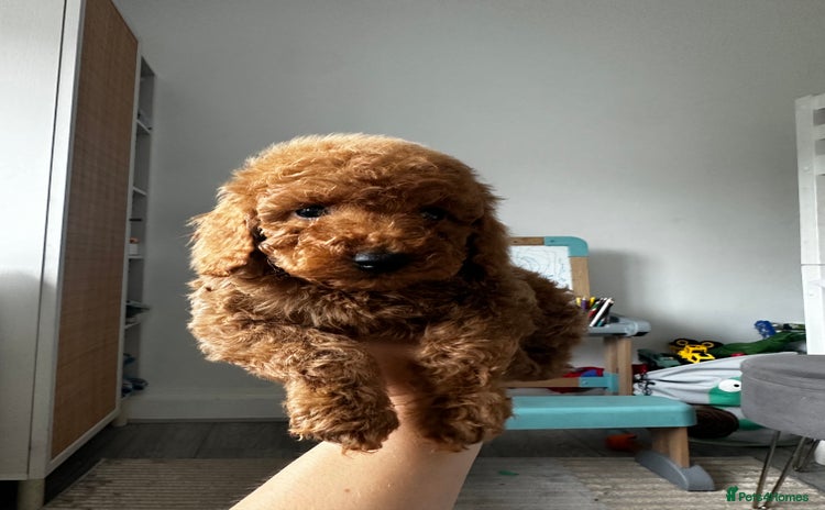 Miniature Poodle dogs - Advert 5