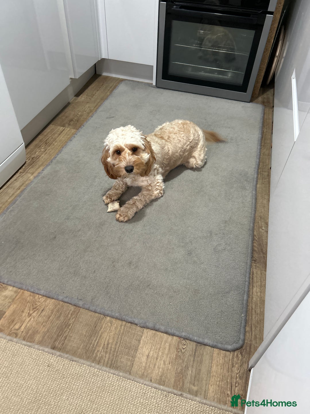 Cockapoo dogs for sale: Cockapoo - Advert 1