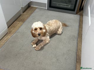 Cockapoo dogs Cockapoo - Advert 1