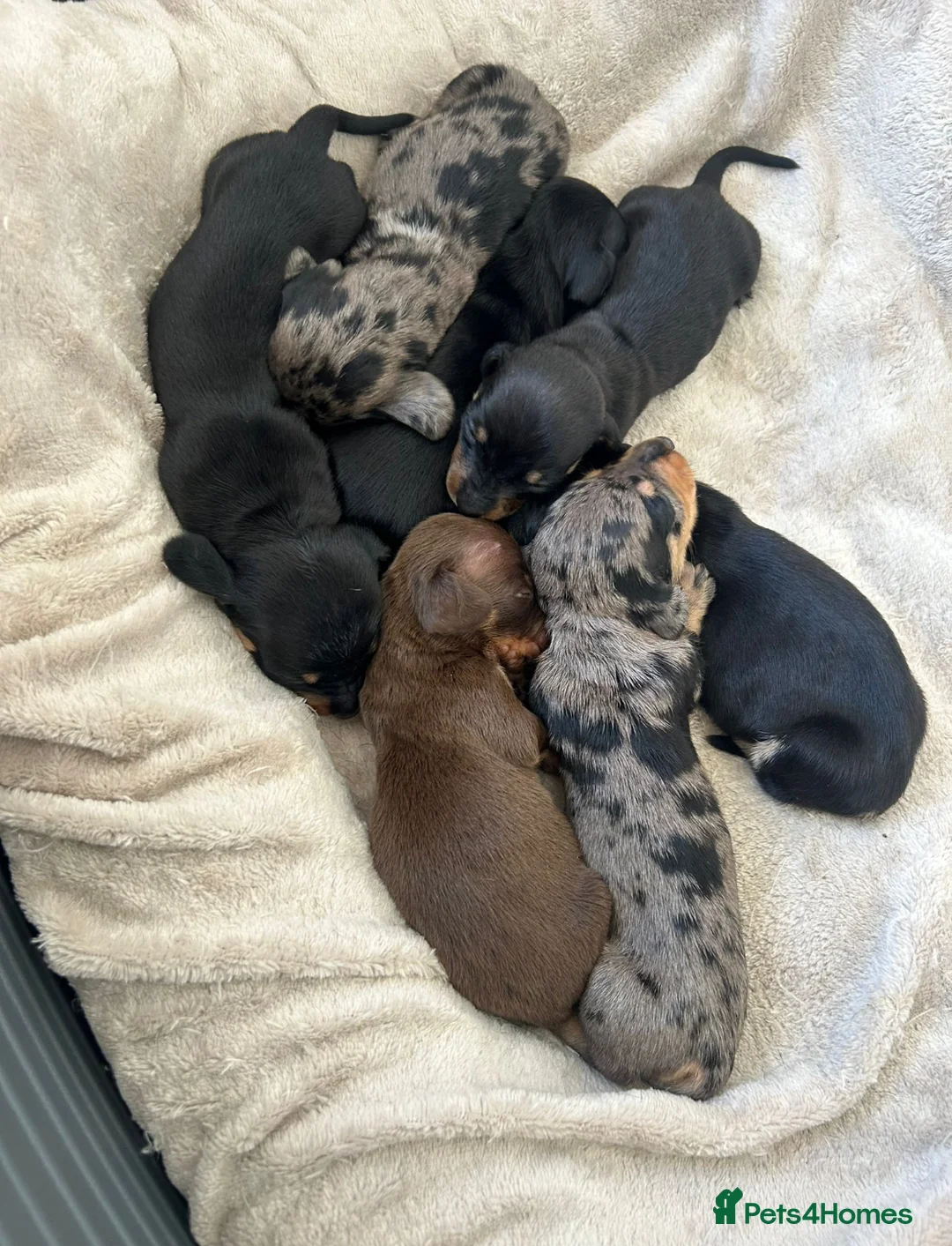 Miniature Dachshund dogs for stud: 🐾HUGO THE BOSS (KC REG & PRA CLEAR) PROVEN STUD🐾 in Manchester - Advert 8