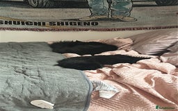 Ragdoll cats for sale: Chocolate Ragdoll mixed breed & Mum - Image 3