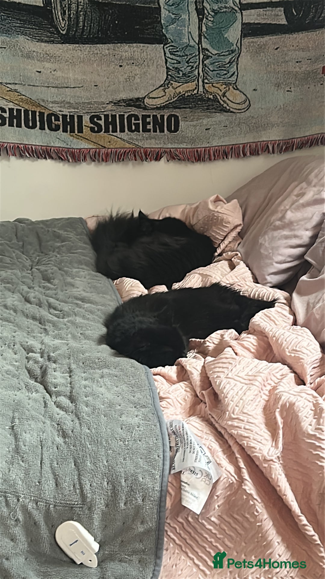 Ragdoll cats for sale: Chocolate Ragdoll mixed breed & Mum - Image 3