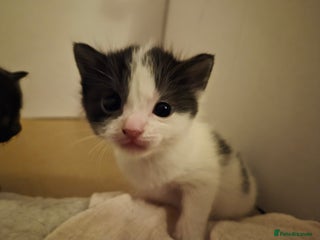 Domestic Shorthair cats Kittens - Advert 1