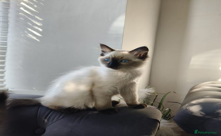 Ragdoll cats - Advert 11
