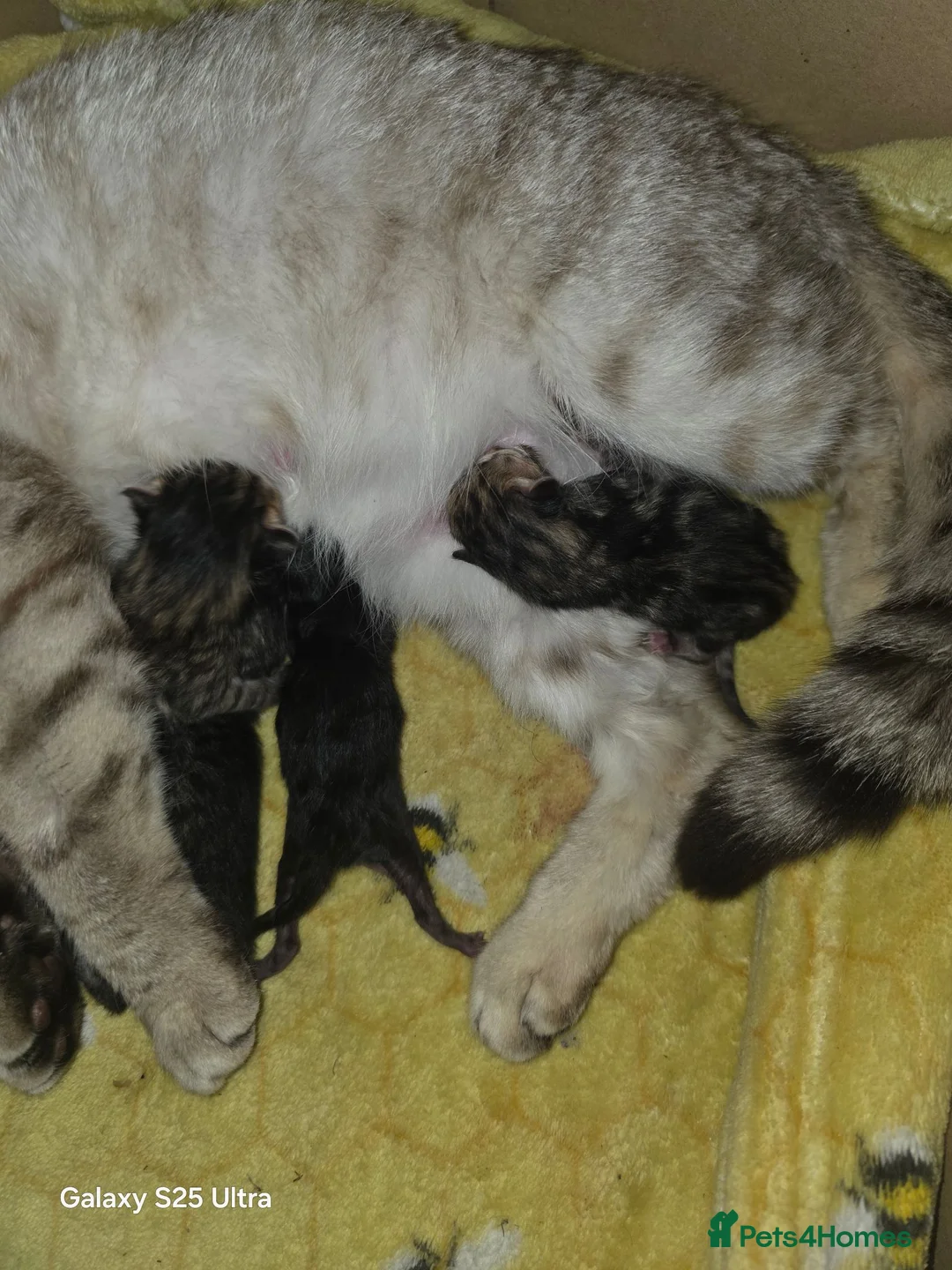 British Shorthair cats for sale: Gorgeous British shorthair cross bengle kittens  in Liverpool - Advert 6