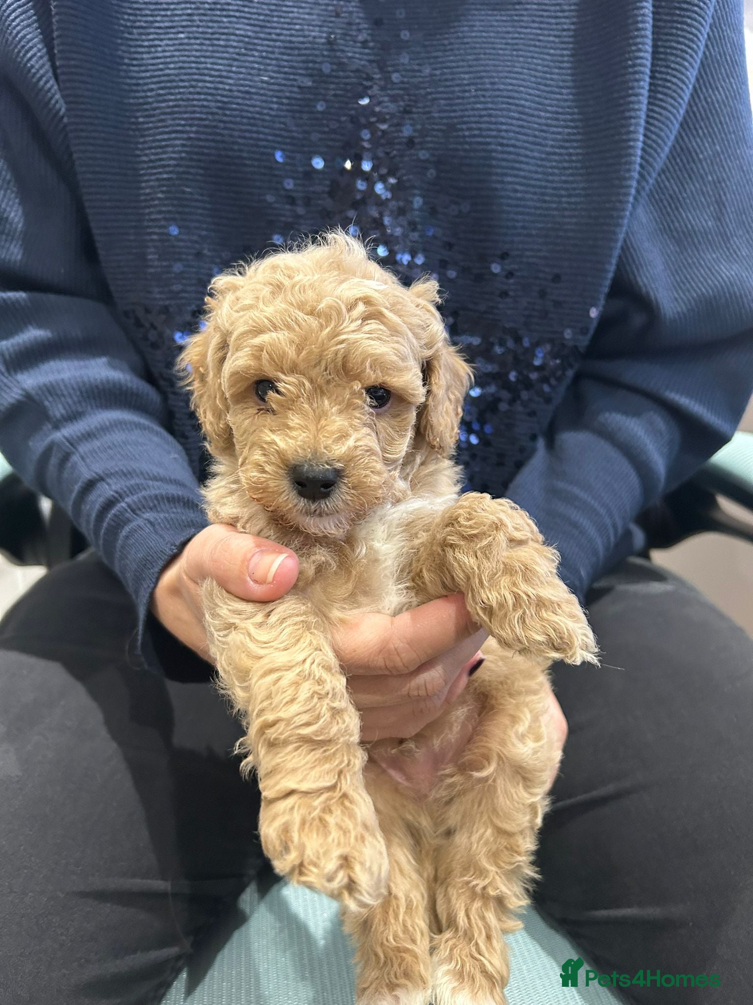 Goldendoodle dogs Mini Goldendoodles - Advert 1