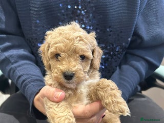 Goldendoodle dogs Mini Goldendoodles - Advert 1