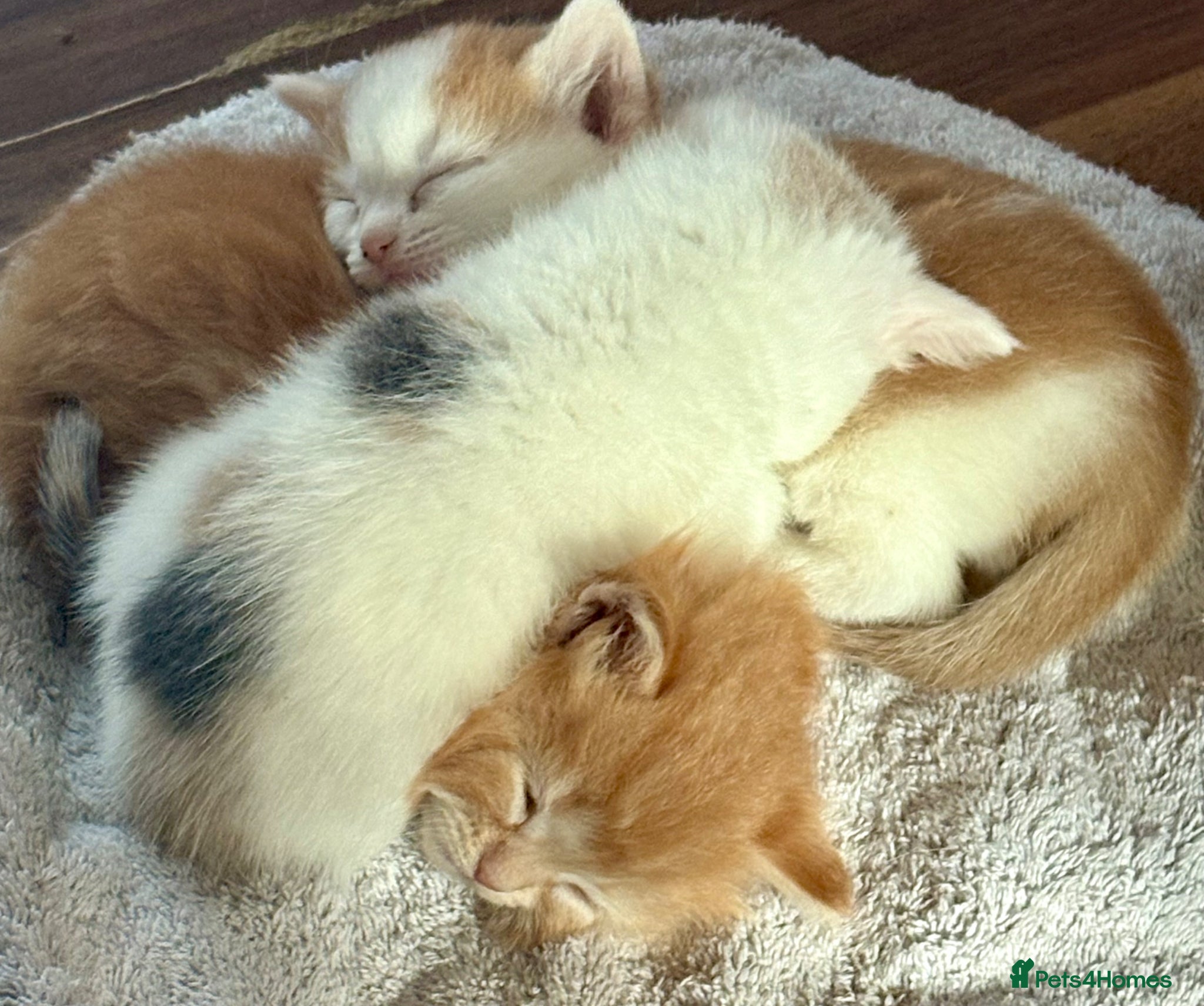 Mixed Breed cats 3Beautiful Kittens ready for reservation. - Advert 17