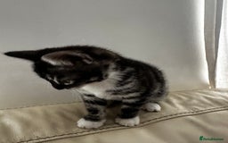 Bengal cats for sale: Stunning Silver & Charcoal Bengal Boys & Girls! - Image 15