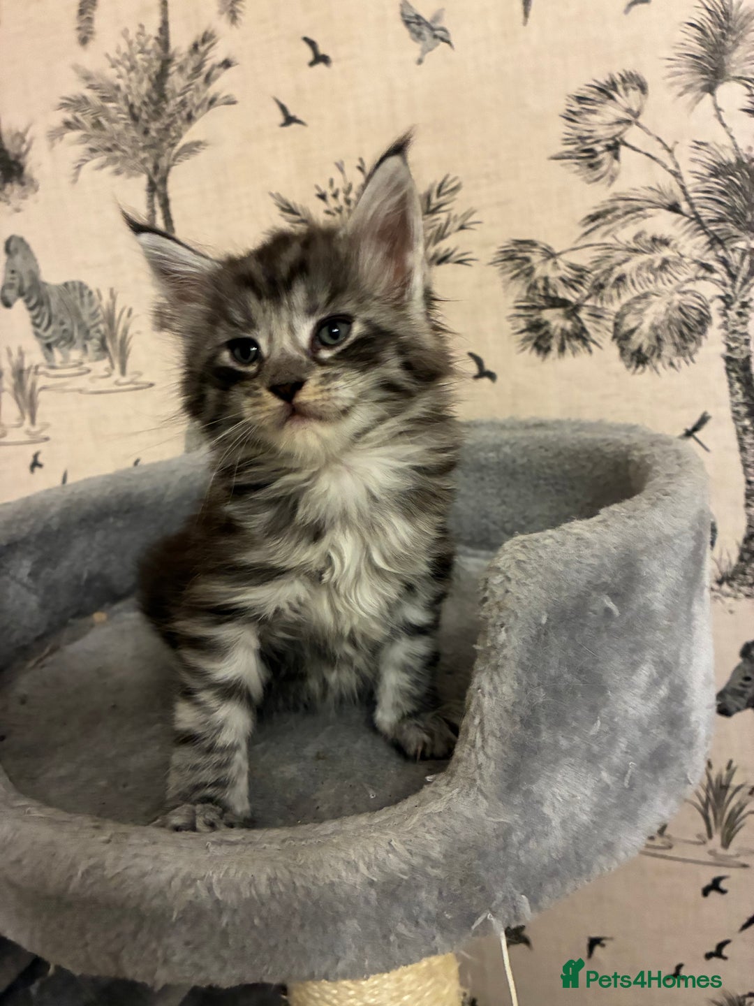 Maine Coon cats for sale: Maine Coon Kittens - Advert 23