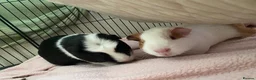 Guinea Pig rodents for sale:  Ester and Clover Pair of female guinea pigs  - Advert 3