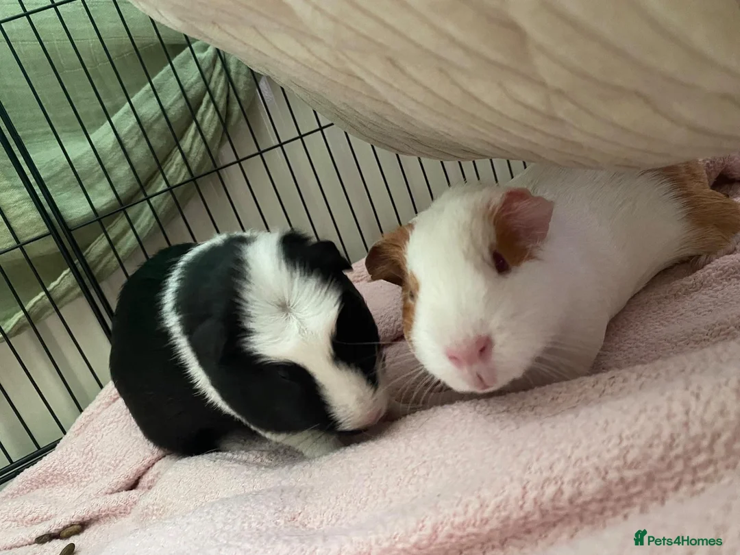 Guinea Pig rodents for sale:  Ester and Clover Pair of female guinea pigs  - Advert 3