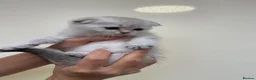 Scottish Fold cats for sale: LOVELY PUREBRED SCOTTISH FOLD CHINCHILLA KITTENS  - Advert 8