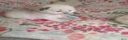Ragdoll cats for sale: 💖 Beautiful Ragdoll kittens for Sale 💖 - Advert 25