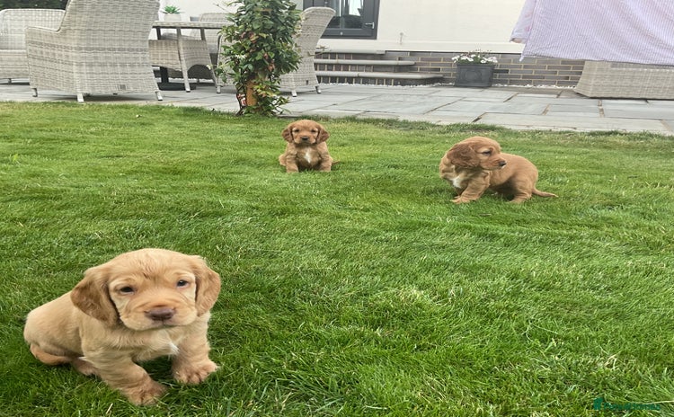 Cocker Spaniel dogs - Advert 1