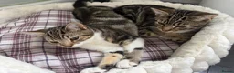 Mixed Breed cats for sale: Beautiful baby kittens for sale  - Advert 2