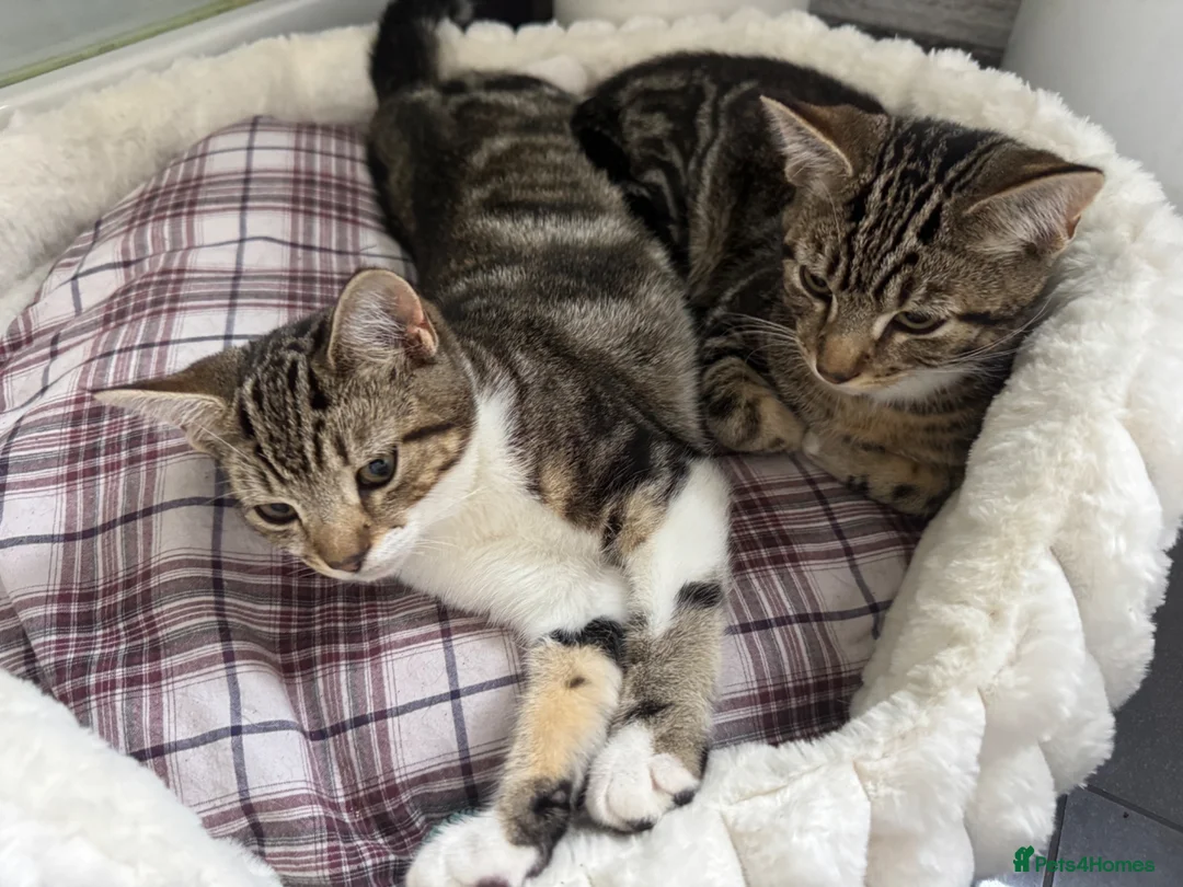 Mixed Breed cats for sale: Beautiful baby kittens for sale  - Advert 2