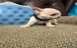 Chihuahua dogs for sale: Lilac tricolour chihuahua puppies - Image 16