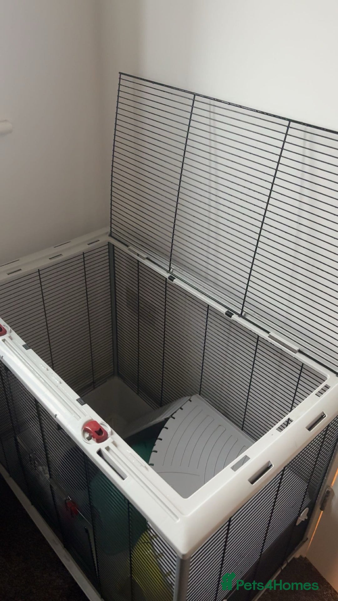 Rat rodents for sale: Basil and bandit  - Advert 2