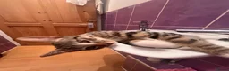 Mixed Breed cats for sale: 5 lovely kittens looking for a home  - Advert 6
