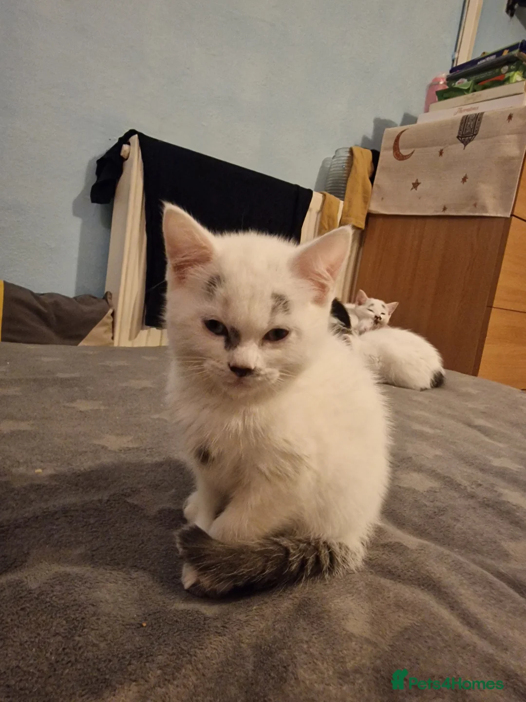Siberian cats for sale: Siberian kittens  - Advert 2