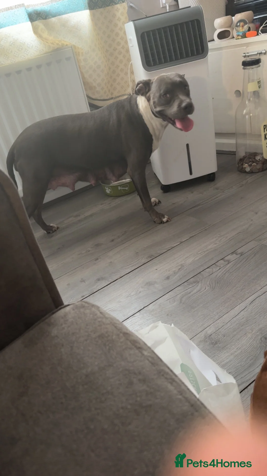Mixed Breed dogs for sale: Irish staff cross  in Coventry - Advert 1
