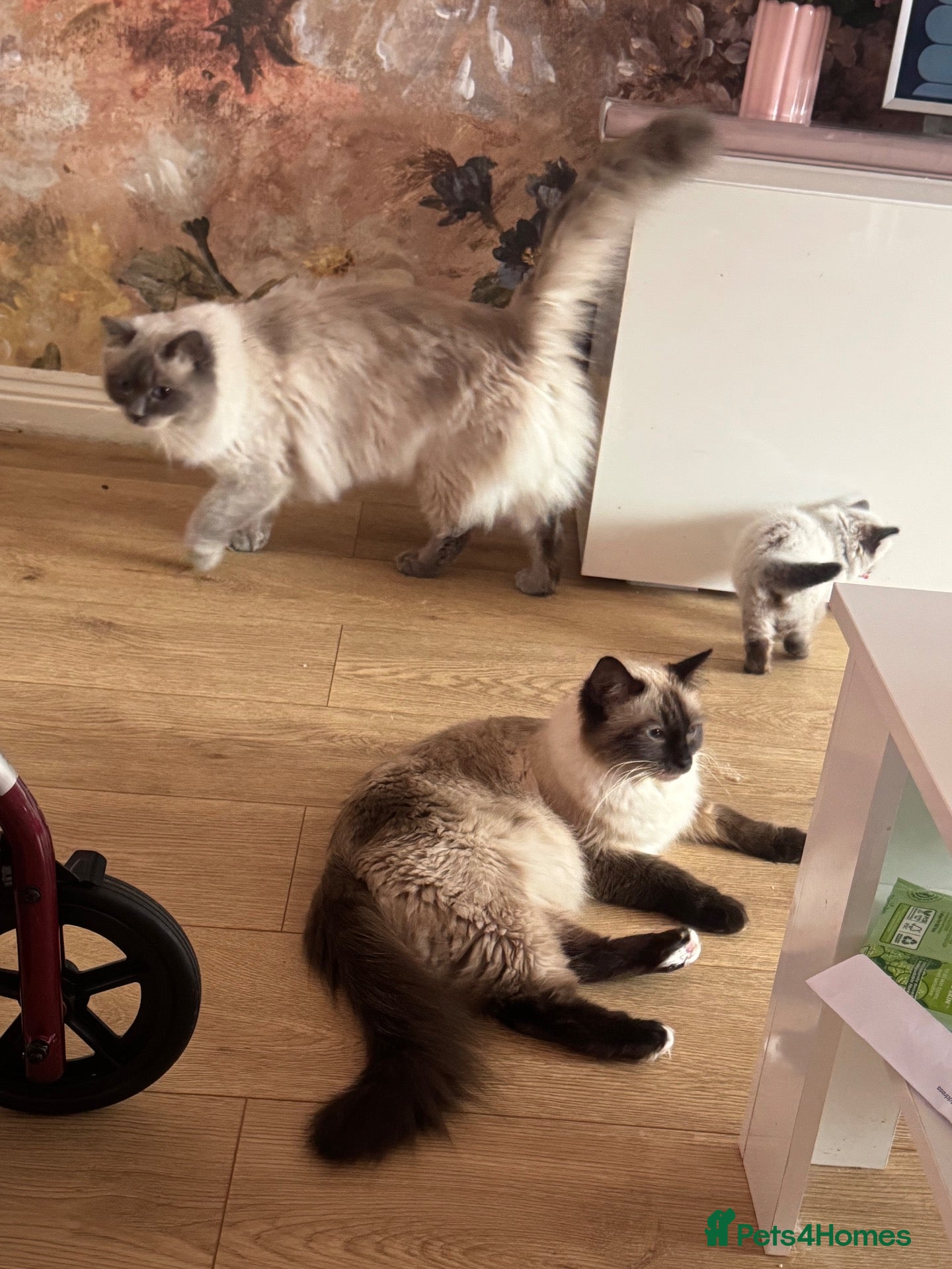 Ragdoll cats Ragdoll kittens - Advert 2