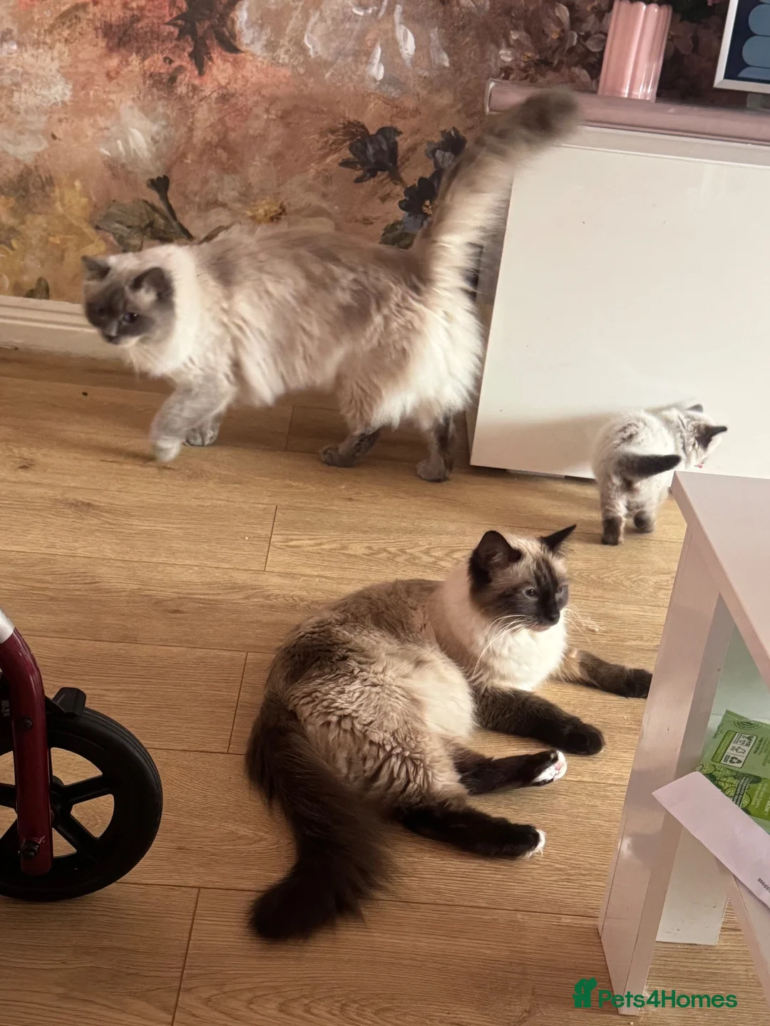 Ragdoll cats for sale: Ragdoll kittens - Advert 1