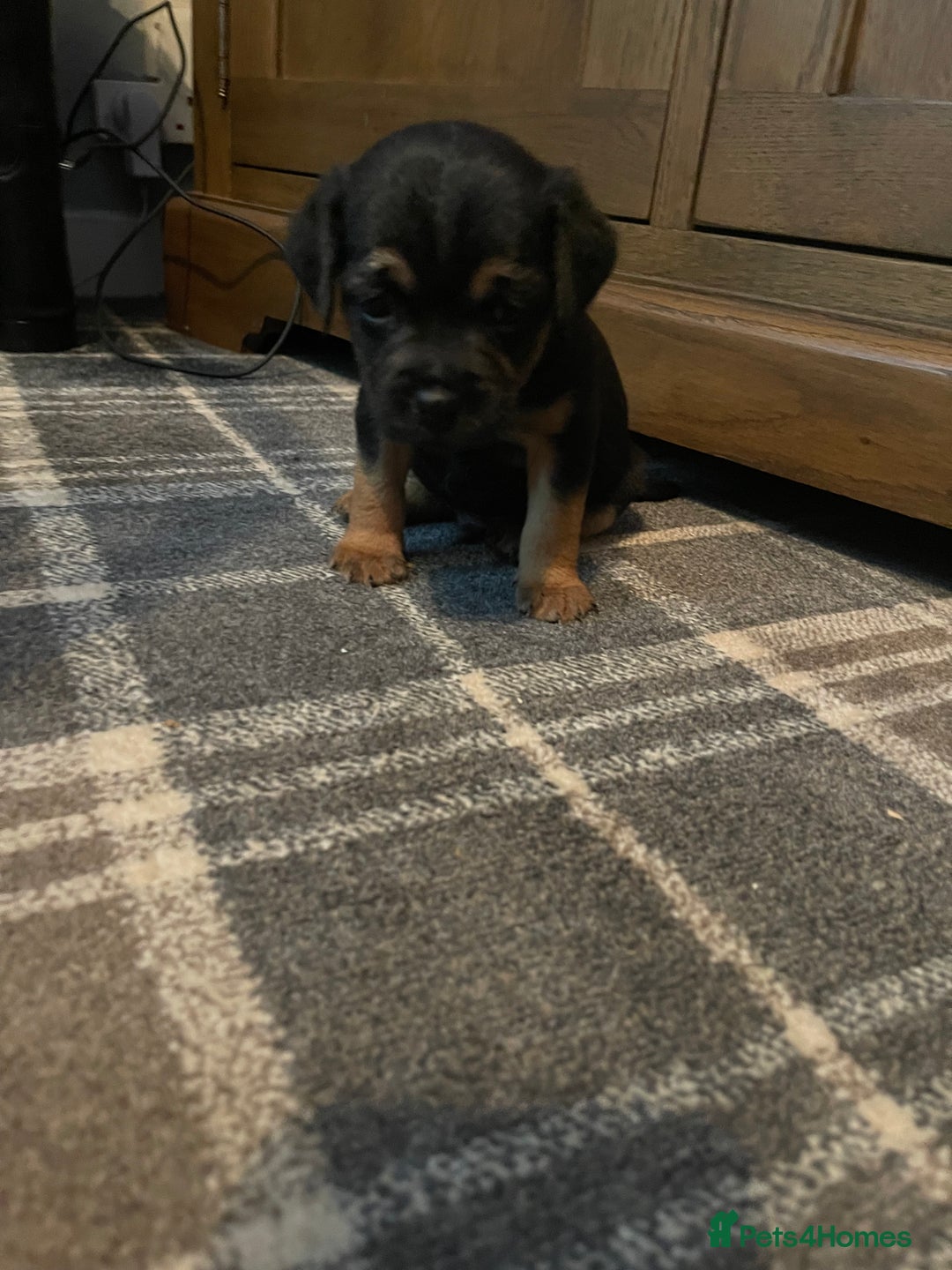 Border Terrier dogs for sale: Border Terrier Pups - Advert 23