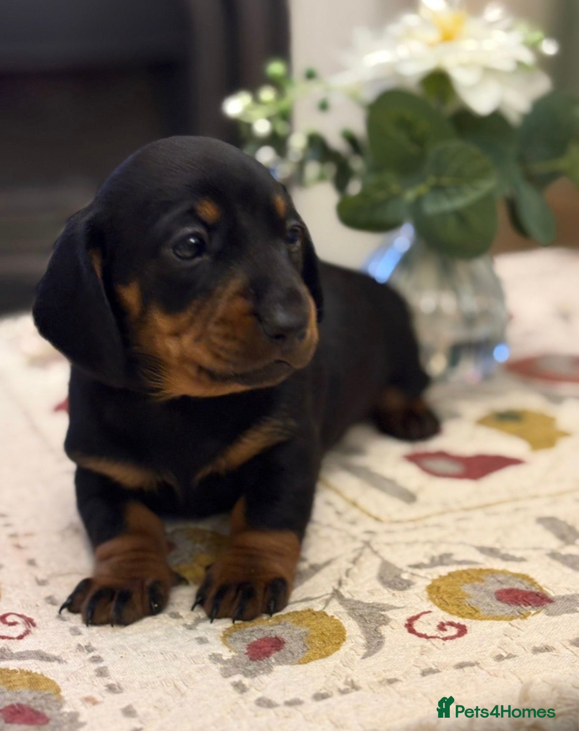 Dachshund dogs Smooth haired miniature Dachshunds 🐶😍 - Advert 2