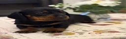 Dachshund dogs for sale: Smooth haired miniature Dachshunds 🐶😍 - Advert 3