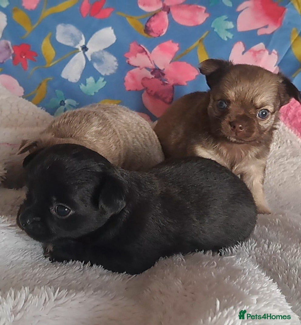 Chihuahua dogs Long Coat Chihuahua Puppies for Sale - Advert 10