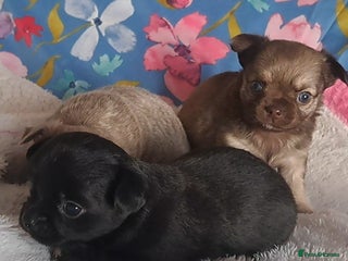 Chihuahua dogs Long Coat Chihuahua Puppies for Sale - Advert 10