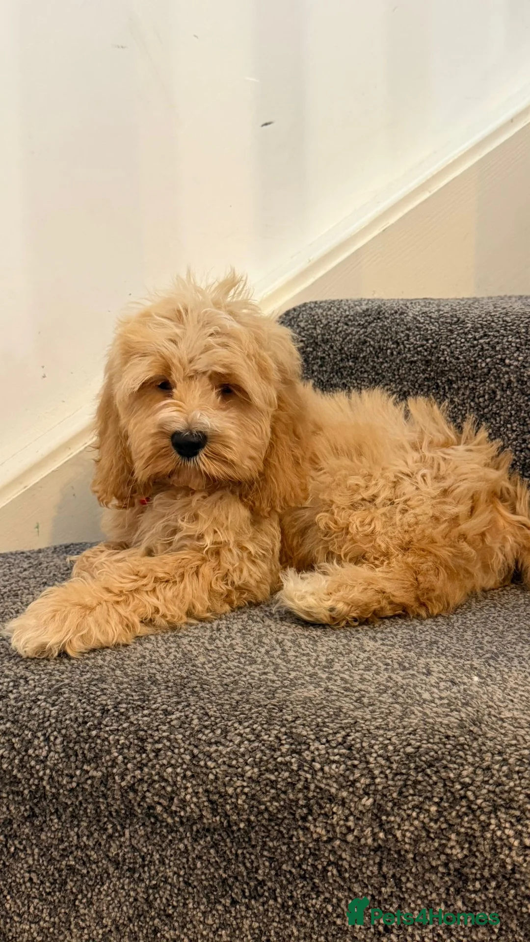 Cockapoo dogs for sale: American cockapoo from health tested parents - Advert 24