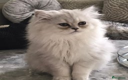 Persian cats for sale: Persian Chinchilla X Kittens - Image 7