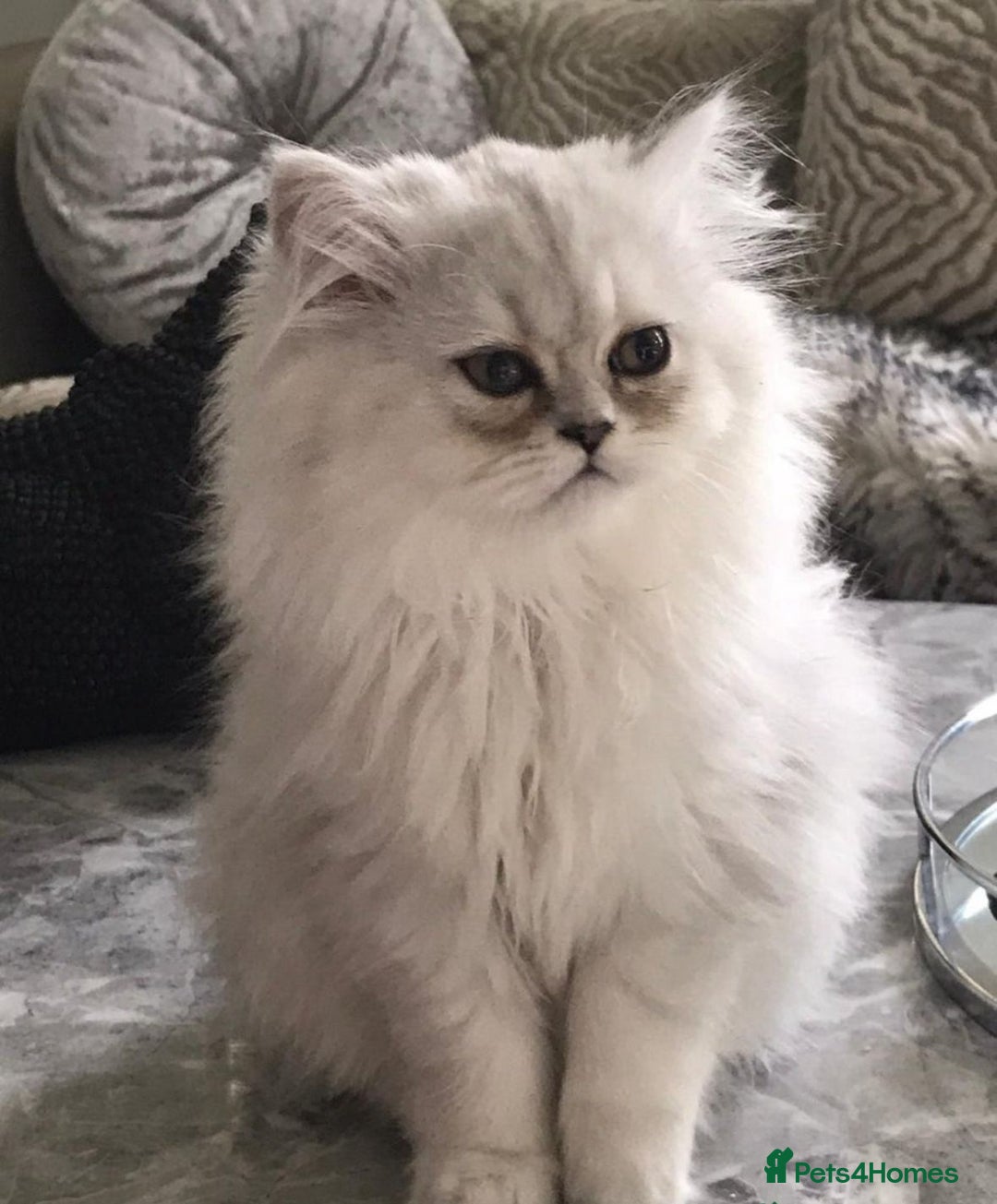 Persian cats for sale: Persian Chinchilla X Kittens - Image 7