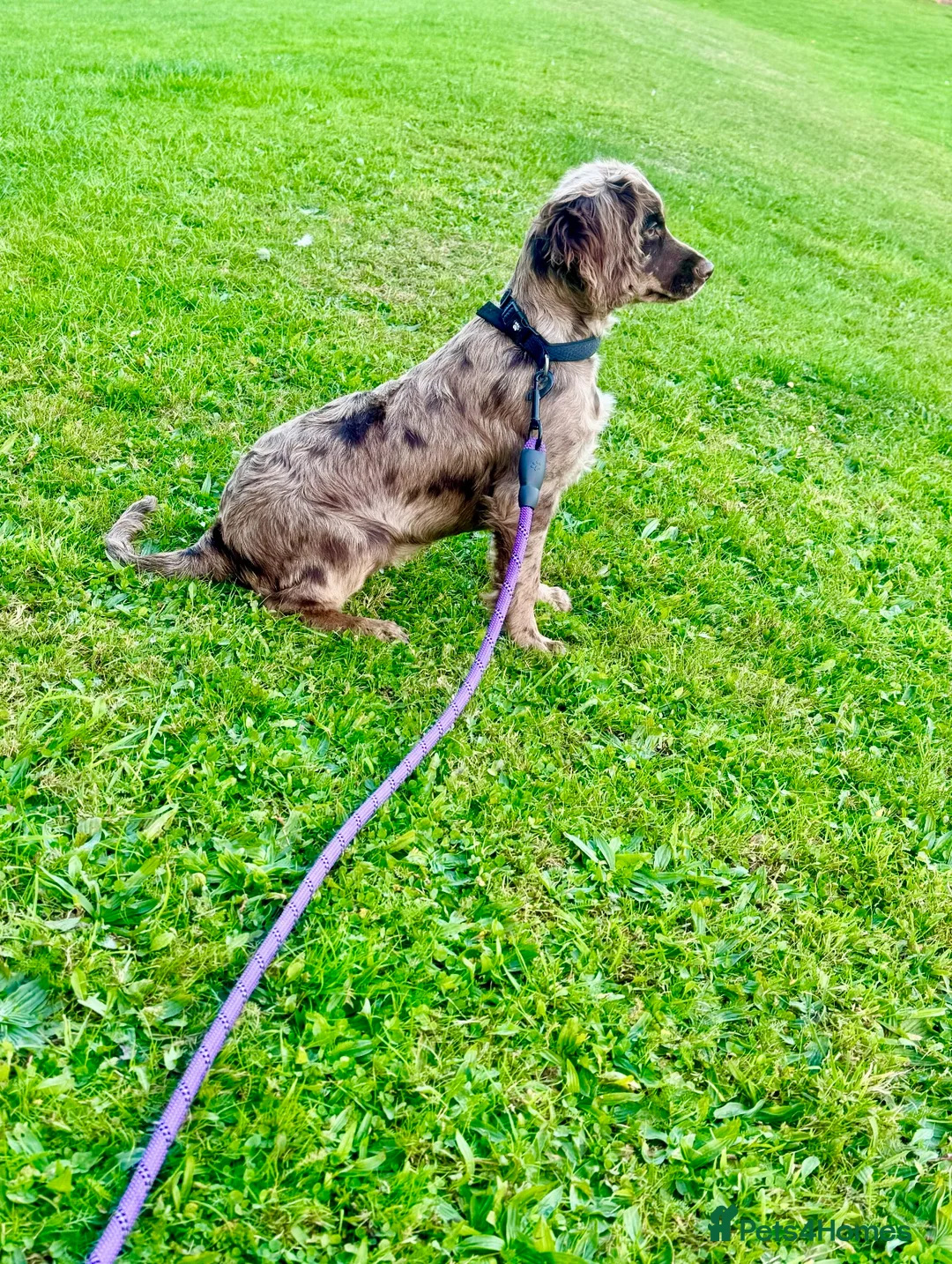 Cocker Spaniel dogs for sale: 💜 2 YEAR OLD BEAUTIFUL COCKER GIRL 💜 - Advert 3