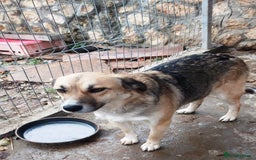 Mixed Breed dogs for adoption: CHLOE - a Lovely mix breed Girl, for a Loving Home - Image 9
