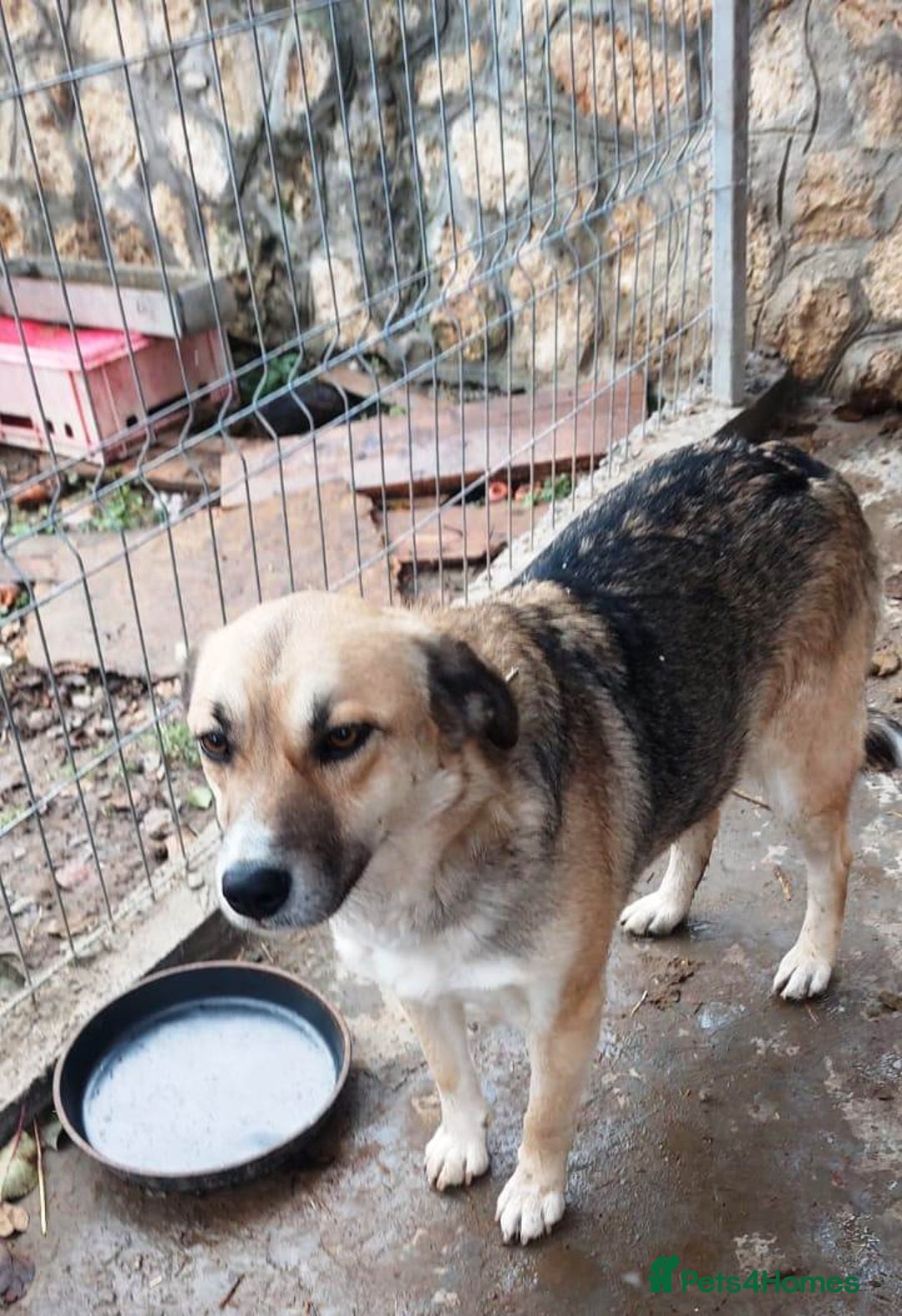Mixed Breed dogs for adoption: CHLOE - a Lovely mix breed Girl, for a Loving Home - Image 9