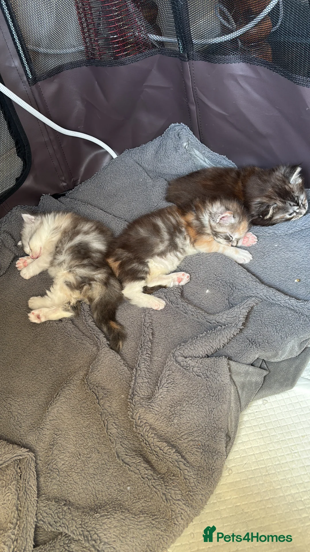 Maine Coon cats for sale: Maine Coon Kittens  in Romford - Advert 2