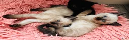 Mixed Breed cats for sale: 😻BEAUTIFUL KITTENS😻 - Advert 9