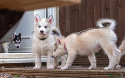Mixed Breed dogs for sale: Fully vaccinated husky/Malamute Puppies. 3 Left  - Image 25