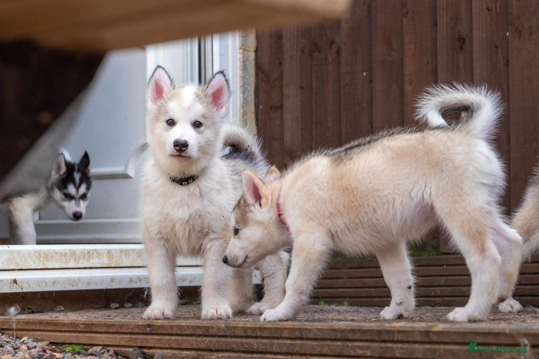 Mixed Breed dogs for sale: Fully vaccinated husky/Malamute Puppies. 3 Left  - Image 25