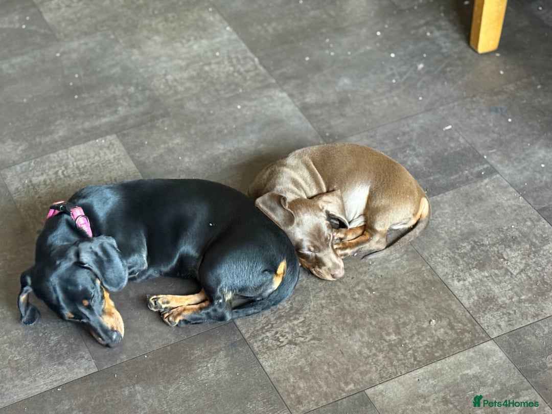 Dachshund dogs for sale: 2 dachshund needing a forever home   - Image 7