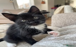 Mixed Breed cats for sale: 3 12-week old kittens available - Image 8