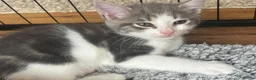 British Shorthair cats for sale: 3 male shorthair/long hair British kittens in Bristol - Advert 11