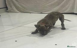 Whippet dogs for sale: 9 weeksold blue whippets ready to leave  - Image 10