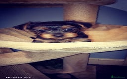 Yorkshire Terrier dogs for sale: Sweet Yorkshire Terriers — Ready to Snuggle! - Advert 1