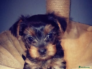 Yorkshire Terrier dogs Sweet Yorkshire Terriers — Ready to Snuggle! - Advert 10