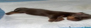 Dachshund 2